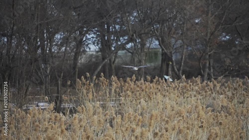 Hen Harrier Hovering Over Winter Reed Bed 4K HDR 10-bit Slow Motion