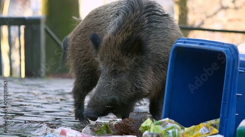Wild boar eating from tipped garbage bin in the city