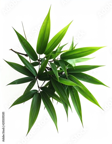 Vibrant green bamboo leaves cascade from thin stems against a stark white background