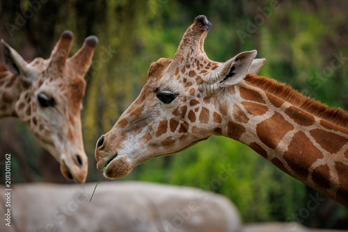Canvas Print A couple of northern giraffes eating