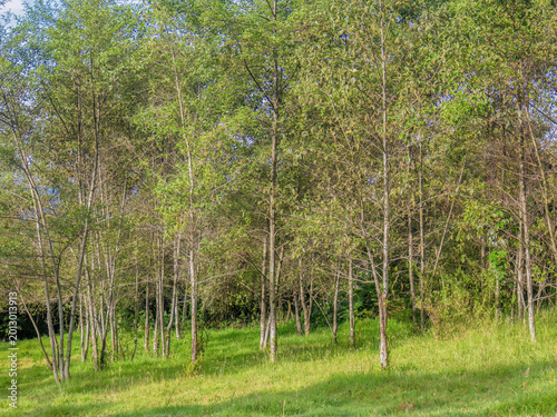 An alder forest at the edge of a grassland