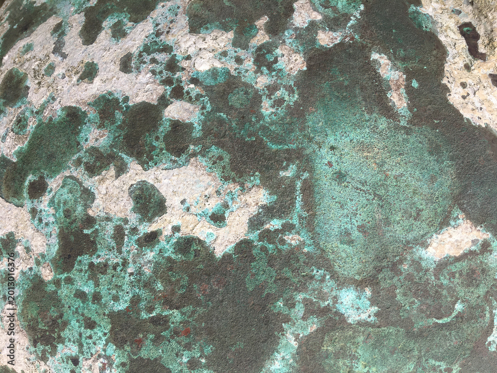 Naklejka premium Natural Green lichen texture