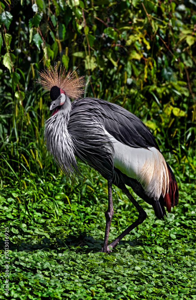 Fototapeta premium Black crowned crane on the lawn. Latin name - Balearica pavonina 