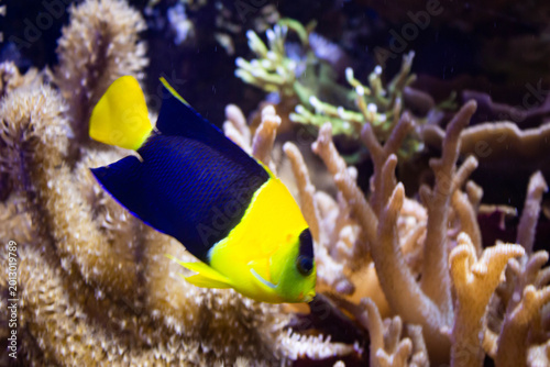Poisson ange bicolore tropical nageant dans un récif corallien en aquarium marin