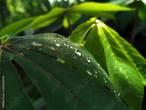 Fresh Green Leaves with Water Droplets Close-Up Background vol 2