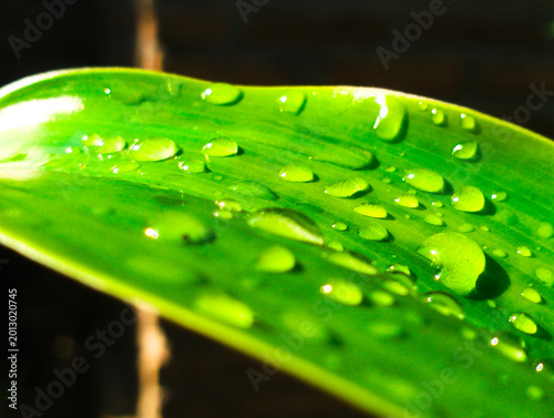 Fresh Water Droplets on Green Leaf Macro Nature Background