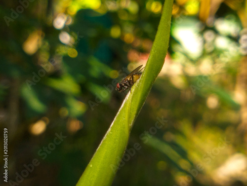 Macro Shot of Fly Resting on Green Leaf with Natural Bokeh Background