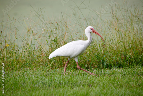 Photos White Ibis