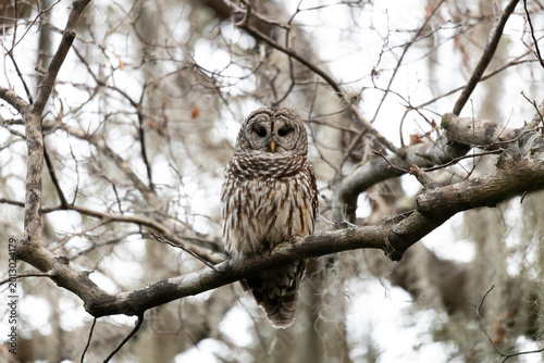 Barred Owl