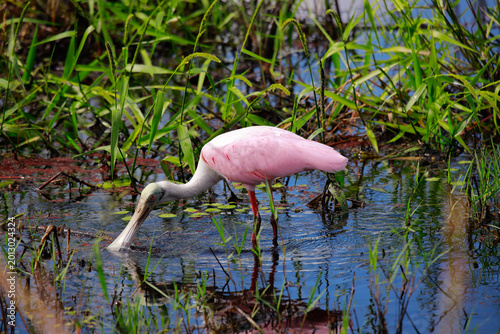 Roseate Spoonbill