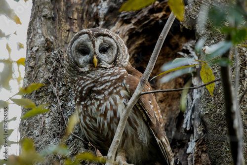 Barred Owl