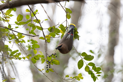 Cedar Waxwing
