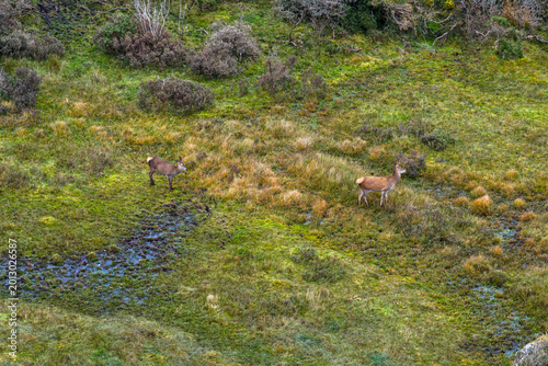 Red deer hind feeding in County Donegal, Ireland