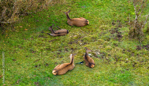 Magpie picking ticks from red deer hinds while they are resting in County Donegal, Ireland