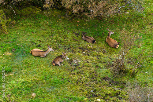 Red deer hinds resting in County Donegal, Ireland