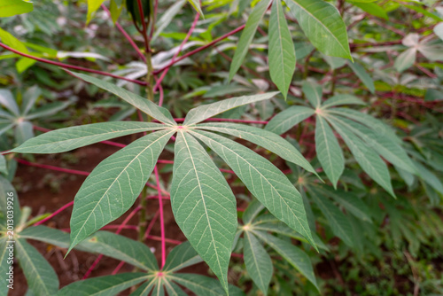 Bild auf Leinwand Close up of a green cassava leaf with red stems