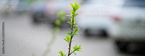 Fresh green plant leaves in sharp focus with a busy city parking lot in the background. Perfect for ecology, environmental protection, and urban nature backgrounds. Photo