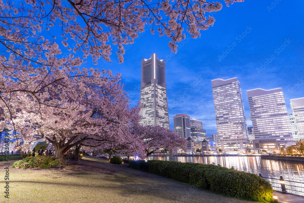 Fototapeta premium 横浜みなとみらいの桜とランドマークタワーの夜景 Cherry Blossoms and Yokohama Landmark Tower Night View in Minato Mirai, Japan