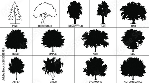 Fotografi Set of professional tree silhouettes with identification labels including oak ma