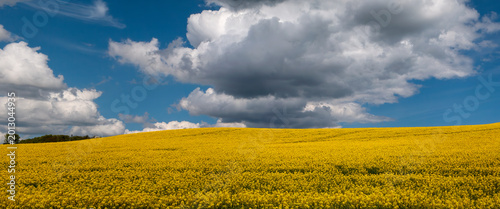 Clouds over the Rapeseed Field
