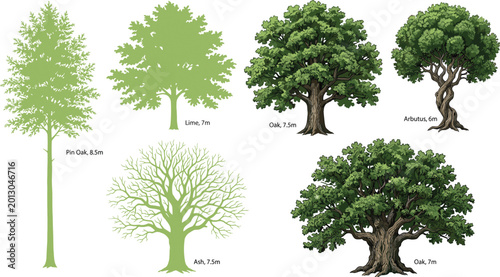 Foto Set of professional botanical tree illustrations including oak arbutus lime and
