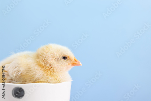 Fotografie Baby animal