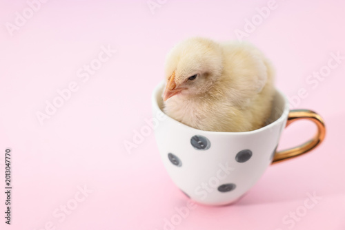 Fotografie Baby animal