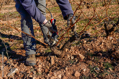 Bild auf Leinwand Person pruning dormant grapevines in winter vineyard