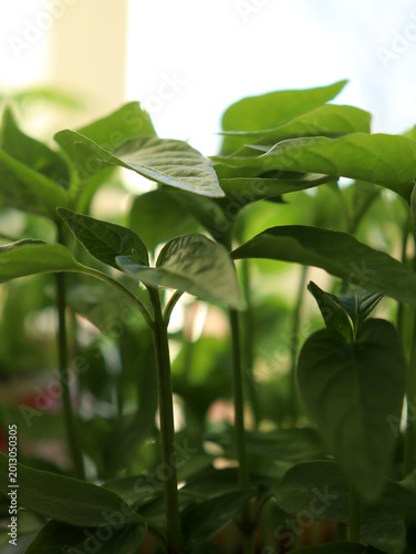 New green plants grow in a small space with bright light shining through a window