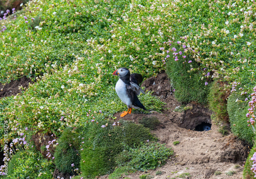 Photos Puffin seabird stands outside its burrow with partner seabird hidden inside the underground nest site formed in cliff