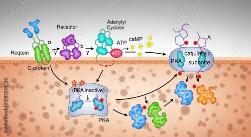 Illustration of Cellular Signal Transduction and Protein Activation Processes.