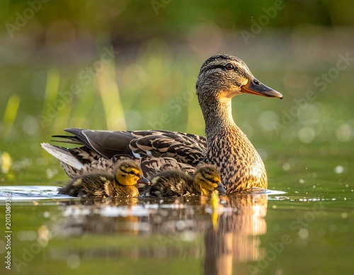 Mother duck and ducklings swim serenely in water