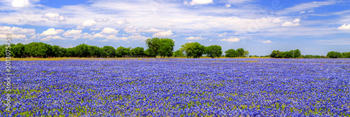 Canvas Print Bluebonnets Galore Panorama with purple wildflowers and beautiful blue sky and w