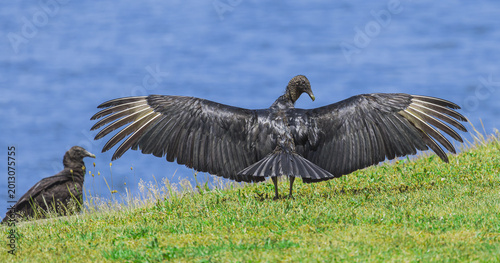 Tableau sur toile Balck Vulture wingspan at West Point Dam in Alabama cooling off.