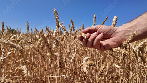 Schilderij op canvas Man touching fresh wheat on the farm.
