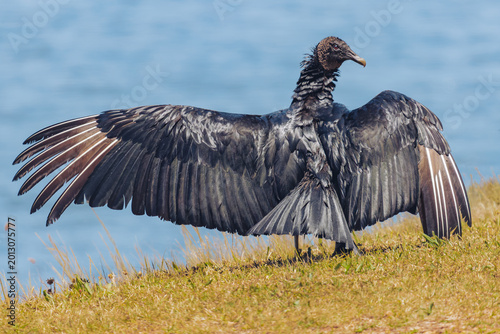 Canvastavla Balck Vulture wingspan at West Point Dam in Alabama cooling off.