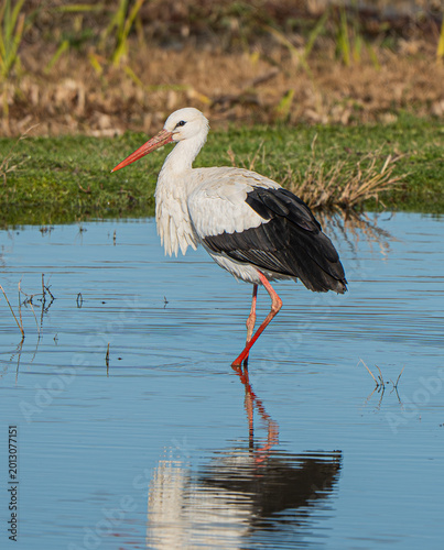 Fotografie White stork (Ciconia ciconia) wading in shallow water with reflection