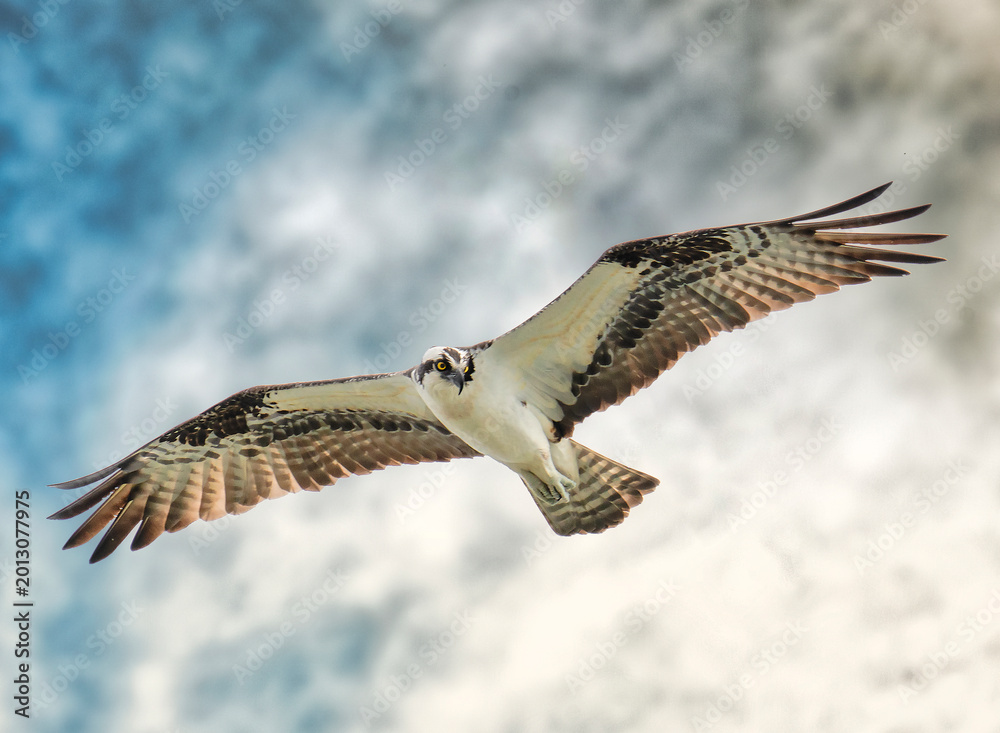 Fototapeta premium osprey in flight with a cloudy sky background