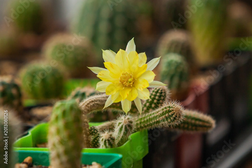 Blooming cactus in a pot close-up
