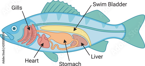 Anatomical chart of a fish highlighting gills stomach and liver