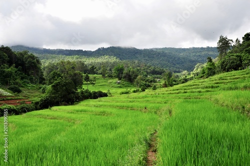 Chiang Mai, Thailand -  Beautiful green rice terraces on the hills of Mae Chaem under a cloudy sky in Northern Thailand.