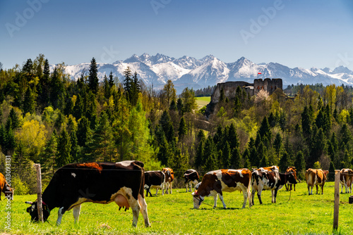 Cows grazing in a green meadow with a castle ruin and snowy mountains