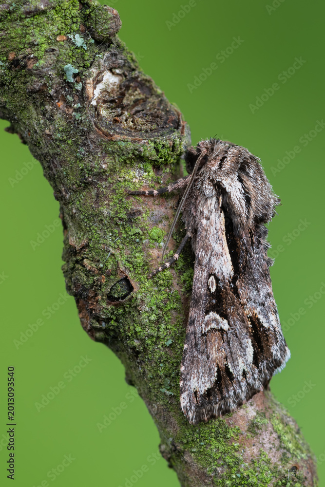 Fototapeta premium Chloantha hyperici on a mossy branch