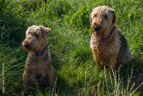 Foto Two Airedale terrier dogs sitting in a grass field