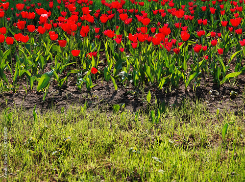 Red tulip flowers on the summer meadow background