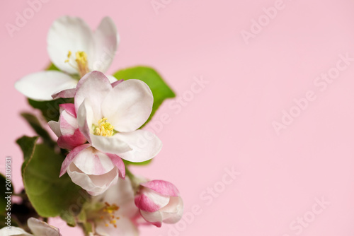 Apple tree branch with beautiful blossoms on pink background, closeup. Space for text