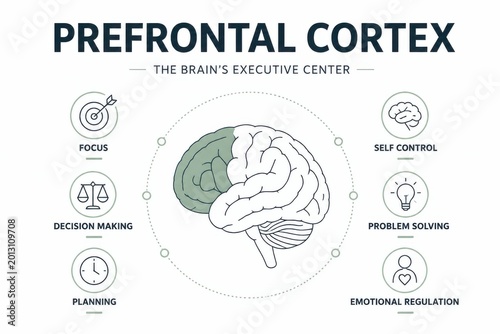Prefrontal cortex brain infographic showing executive function focus decision making planning self control and emotional regulation