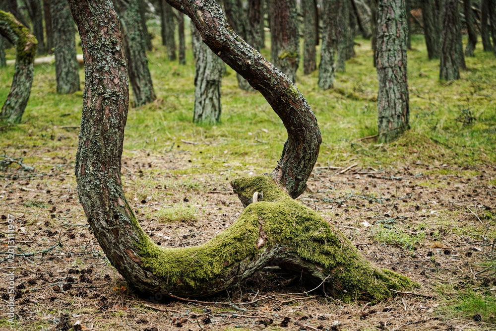Obraz premium S-shaped curved pine tree trunk in the Dancing Forest of Curonian Spit