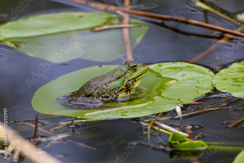 Foto Green frog on a water lily