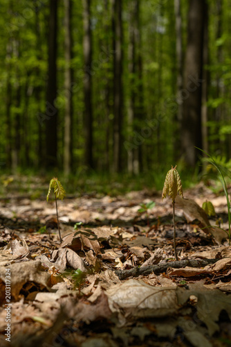 Young oak sapling in a spring forest growing in dry leaves.
